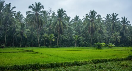 Naklejka premium Rain soaked coconut palms and lush paddy fields in atmospheric monsoon