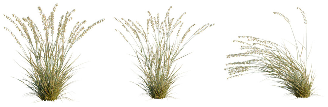 Bouteloua curtipendula tree, elevation, front view, cutout, transparent background, isolate, Grassy Field Texture - Lush Green Meadow Background with Natural Elements for Design