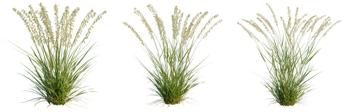 Bouteloua curtipendula tree, elevation, front view, cutout, transparent background, isolate, Lush green grass field texture, close up nature background, springtime meadow, vibrant verdant growth