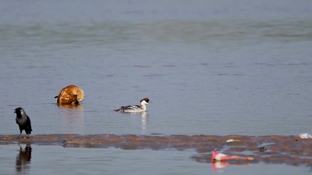 A peaceful nature scene where the "Panda" pattern of the male Smew pops against the saturated rusty tones of the Brahminy Duck.