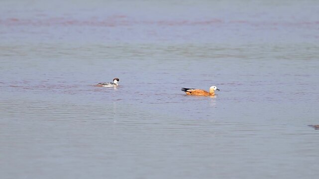 This clip documents a unique social interaction between a diving duck and a shelduck, highlighting the biodiversity of a wintering site.