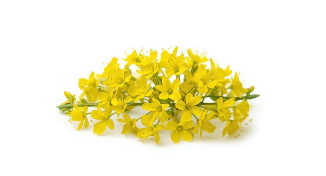 Isolated bright yellow sweet clover Melilotus officinalis on white surface