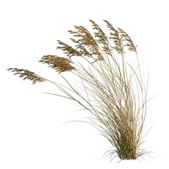 Fototapeta premium Calamagrostis canadensis tree, elevation, front view, cutout, transparent background, isolate, Delicate Ornamental Grass Texture, Soft Green and Golden Tones, Nature's Beauty
