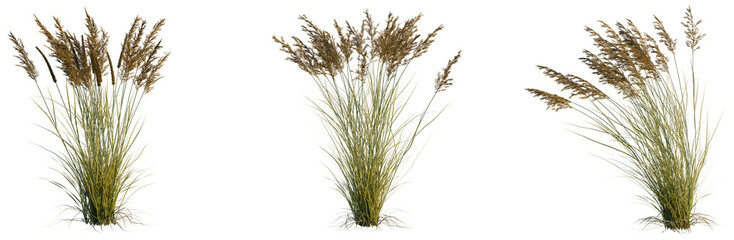 Fototapeta premium Calamagrostis canadensis tree, elevation, front view, cutout, transparent background, isolate, Detailed closeup of tall, vibrant green grass blades, nature's delicate beauty, springtime meadow