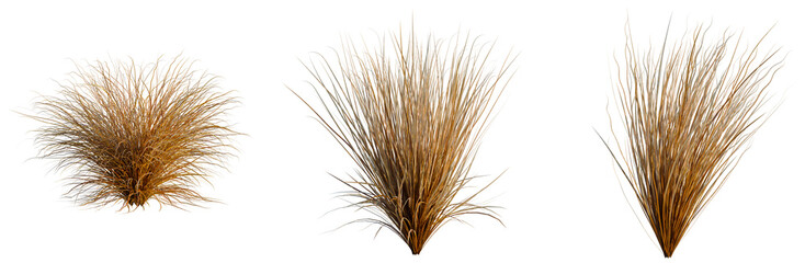Fototapeta premium Carex buchananii tree, elevation, front view, cutout, transparent background, isolate, Detailed image of wild grass, beautiful nature background, perfect for design elements and creative projects.
