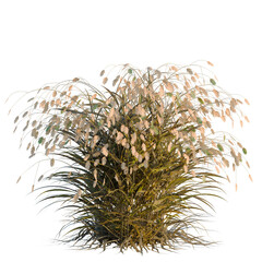 Fototapeta premium Chasmanthium latifolium tree, elevation, front view, cutout, transparent background, isolate, Delicate wheat field in golden hour, beautiful nature, rural landscape, harvest season