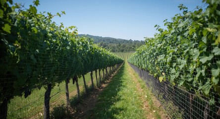 Fototapeta premium Protective bird netting enveloping grapevines in vineyard before harvest period