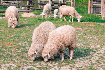 Fototapeta premium Fluffy sheep grazing peacefully in a sunlit pasture with a wooden fence in the background