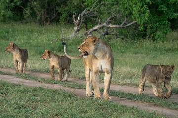 Fototapeta premium Lioness walking through the green grass with her three cubs, Mashatu Game Reserve. 