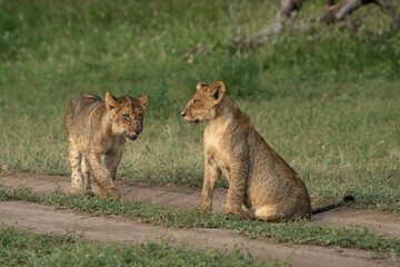 Naklejka premium A cute lion cubs sitting in the road while her brother is walking towards her, Mashatu Game Reserve. 