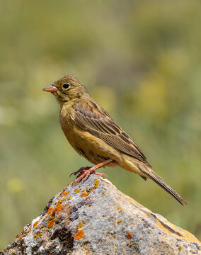 Female ortolan bunting on a rock