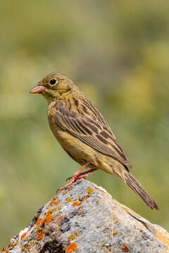 Female ortolan bunting on a rock
