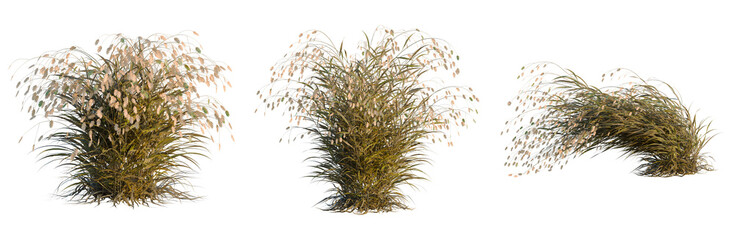 Naklejka premium Chasmanthium latifolium tree, elevation, front view, cutout, transparent background, isolate, Golden wheat field landscape, harvest time, rural scene with ripe grains and sunlight