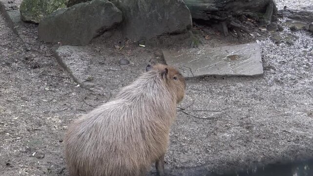 capybara on the grass