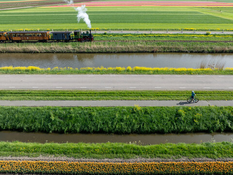 Aerial view of a vintage steam train puffing through the vivid tulip fields parallel to a cyclist on Broerdijk, Benningbroek, Noord-Holland, Netherlands.