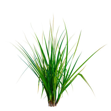 Cymbopogon citratus tree, elevation, front view, cutout, transparent background, isolate, Fresh Green Spring Grass Blades Close-Up, Vibrant Nature Background for Design