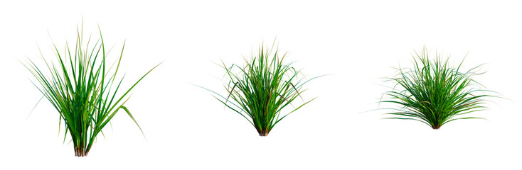Fototapeta premium Cymbopogon citratus tree, elevation, front view, cutout, transparent background, isolate, Detailed Green Grass Blade Close-Up - Nature's Delicate Beauty and Textural Detail