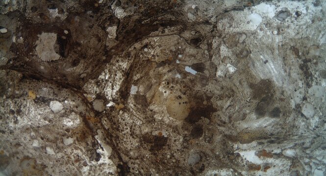Detailed microscopic observation of potato leucoplasts filled with starch stained by lugol iodine at 400x