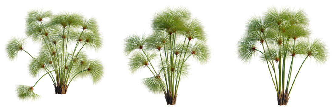 Cyperus papyrus tree, elevation, front view, cutout, transparent background, isolate, Fern plant, detailed close-up. Lush green foliage, nature background, botanical illustration.