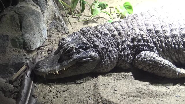 american alligator in the everglades