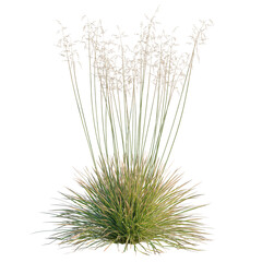 Fototapeta premium Deschampsia cespitosa Northern Lights tree, elevation, front view, cutout, transparent background, isolate, Lush Green Grass Texture, Detailed Natural Background, Soft Focus, Springtime, Vibrant