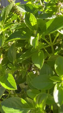 Bee Pollinating Leaves and Flowers in Garden - Abelha polinizando folhas e flores no jardim