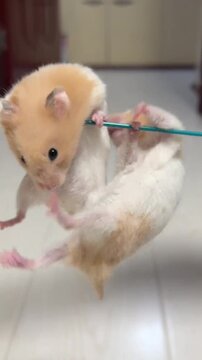 Two adorable hamsters hanging from a blue string