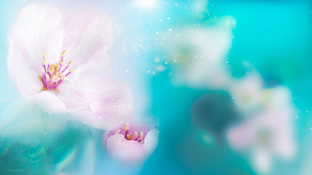 Blooming apple tree flowers dreamy background. Selective focus. Greeting gift card template. Spring delicate nature.