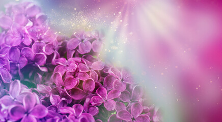Fototapeta premium Beautiful lilac flowers background. Soft focus . Spring concept 
