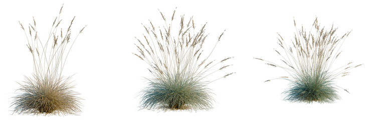 Fototapeta premium Helictotrichon sempervirens tree, elevation, front view, cutout, transparent background, isolate, Fluffy Blue Pampas Grass, Soft Texture, Elegant Design, Natural Beauty, Ornamental Plant