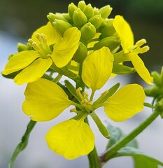 Obraz premium Sinapis arvensis (charlock mustard) growing on a riverbank
