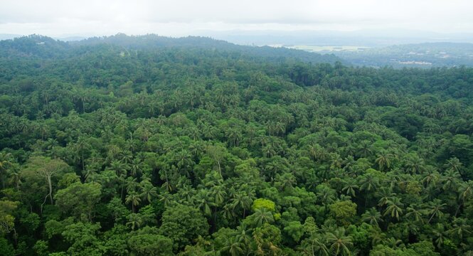 Primary contributors to forest area decline comprise farming deforestation and environmental stressors