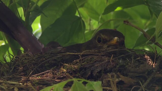 Close-up of blackbird sitting on open nest and incubating eggs