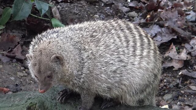mongoose in the zoo