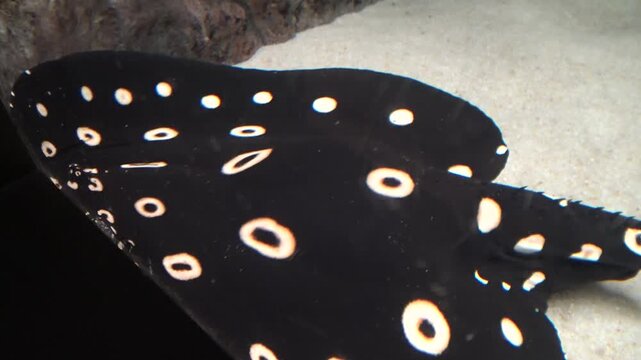 black and white dots ray on white sand