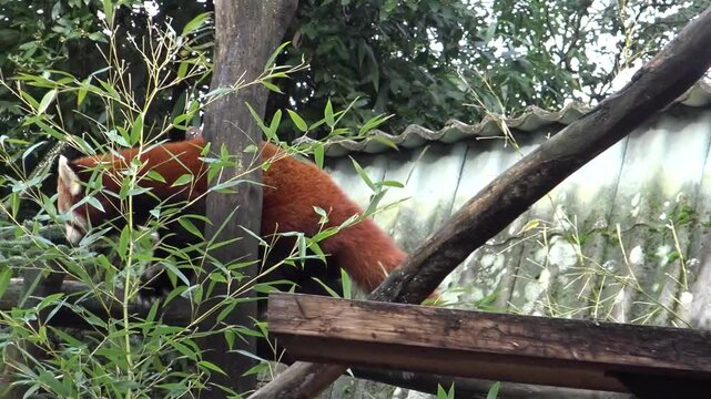 red panda in tree