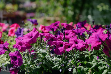 Obraz premium Vibrant petunia flowers in garden setting with lush greenery background