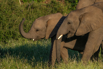 Naklejka premium Two young elephant calves walking through the green summer grass in Mashatu Game Reserve with the trunk lifted up. 