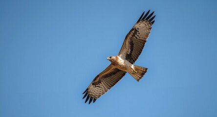 Fototapeta premium Red tailed hawk in dynamic flight with wings fully open against blue sky