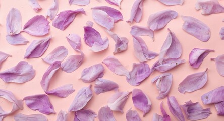 Fototapeta premium Isolated lilac flower petals scattered on a light pastel background with copy space