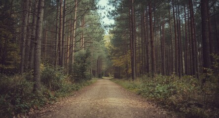 Fototapeta premium Retro filter styling on natural off road forest path