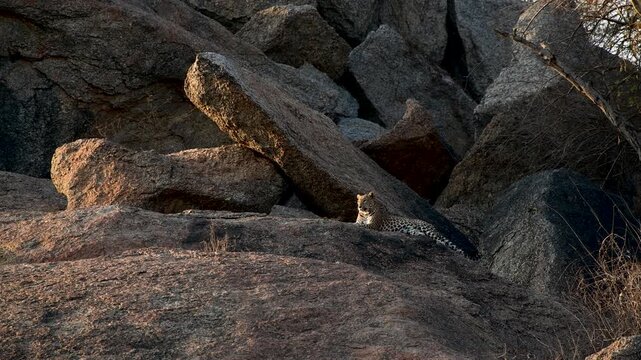Leopard Neelam sitting on a small hillock at  bera, Rajasthan, India 