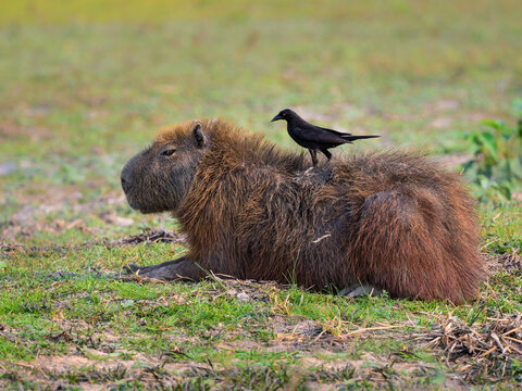 Giant Cowbird  taking ticks from capybara in the Pantanal of Mato Grosso, Brazil.