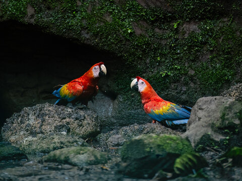 Two Scarlet Macaws on a rock at a clay lick
