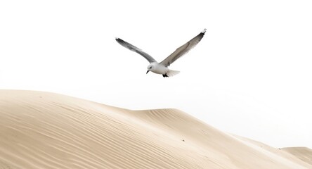 Naklejka premium Seagull gliding above sand dunes against white background