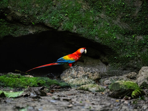 Scarlet Macaw on a rock at a clay lick