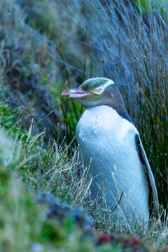 Front view of yellow-eyed penguin standing on steep grass