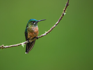 Fototapeta premium Black-billed Mountain-Toucan Perched on Mossy Branch in Cloud Forest