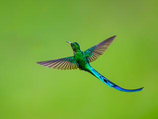 Fototapeta premium Male Long-tailed Sylph Hummingbird Hovering In Flight