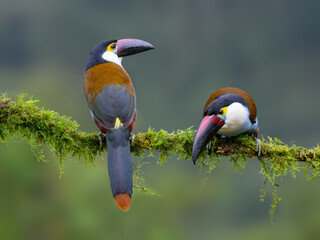 Fototapeta premium Pair of Black-billed Mountain-Toucans Perched on Mossy Branch in Cloud Forest
